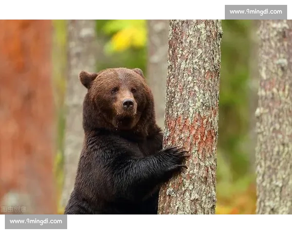荒原夜战熊王独斗狼群生死对决的自然生存史诗真实记录瞬间